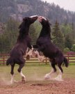 Dancing Horses