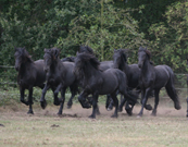 Stallions Running Wild