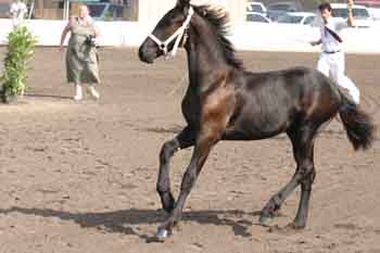 IMG_0035